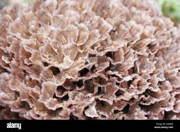 Image result for Podoscypha multizonata