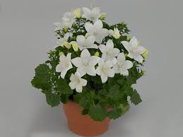 Image result for Campanula isophylla