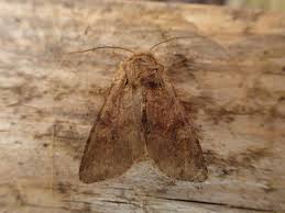 Attēlu rezultāti vaicājumam “Apamea sordens”