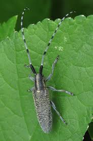 Attēlu rezultāti vaicājumam “Agapanthia villosoviridescens”