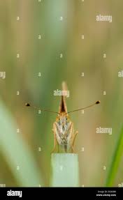 Attēlu rezultāti vaicājumam “Argynnis laodice female”