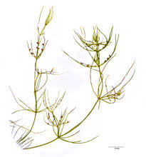 Attēlu rezultāti vaicājumam “Chara hispida”