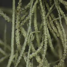 Attēlu rezultāti vaicājumam “Usnea subfloridana”