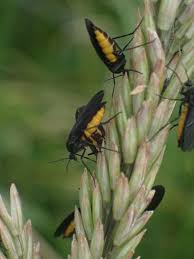 Attēlu rezultāti vaicājumam “Sciara analis”