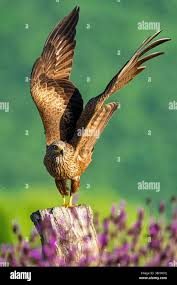 Image result for Milvus milvus