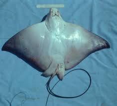 Image result for Myliobatis freminvillei