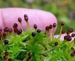 Attēlu rezultāti vaicājumam “Sphagnum fimbriatum”