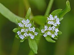 Attēlu rezultāti vaicājumam “Valerianaceae”