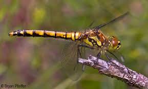 Attēlu rezultāti vaicājumam “Sympetrum danae”