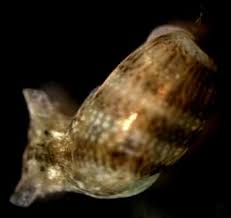 Attēlu rezultāti vaicājumam “Succinea”