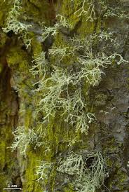 Attēlu rezultāti vaicājumam “Ramalina pollinaria”
