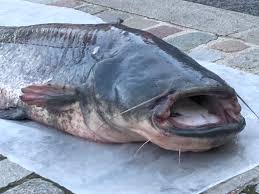 Image result for Silurus glanis