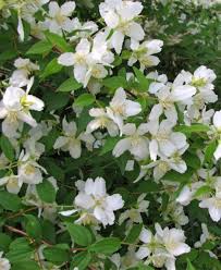 Attēlu rezultāti vaicājumam “Philadelphus lemoinei flower”