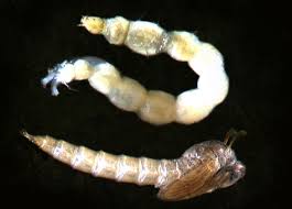 Attēlu rezultāti vaicājumam “Chironomidae larvae”