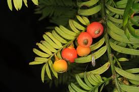 Attēlu rezultāti vaicājumam “Taxus wallichiana”