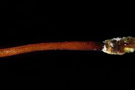 Attēlu rezultāti vaicājumam “Sciuro-hypnum curtum sporophyte”