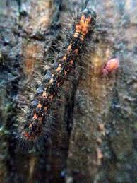 Attēlu rezultāti vaicājumam “Eilema griseola larva”