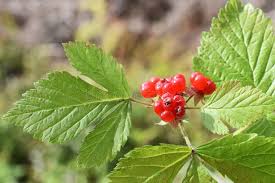 Attēlu rezultāti vaicājumam “Rubus saxatilis fruit”