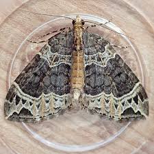 Attēlu rezultāti vaicājumam “Ecliptopera silaceata”