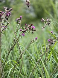 Attēlu rezultāti vaicājumam “Cirsium palustre flower”