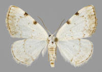 Attēlu rezultāti vaicājumam “Lomographa bimaculata”