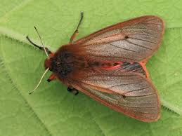 Attēlu rezultāti vaicājumam “Eriopygodes imbecilla”