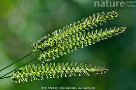 Attēlu rezultāti vaicājumam “Cynosurus cristatus flower”