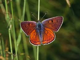 Attēlu rezultāti vaicājumam “Lycaena alciphron”