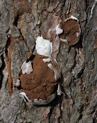 Attēlu rezultāti vaicājumam “Reticularia lycoperdon young”