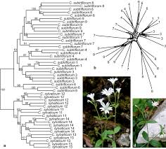 Attēlu rezultāti vaicājumam “Cerastium sylvaticum”