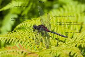 Attēlu rezultāti vaicājumam “Leucorrhinia dubia”