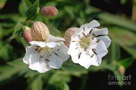 Image result for Silene vulgaris
