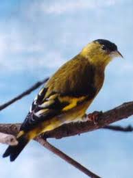 Attēlu rezultāti vaicājumam “Carduelis spinus male”