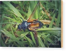 Attēlu rezultāti vaicājumam “Nicrophorus vespillo”