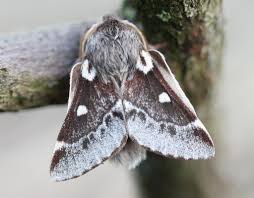 Attēlu rezultāti vaicājumam “Eriogaster lanestris”