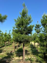 Attēlu rezultāti vaicājumam “Pinus”