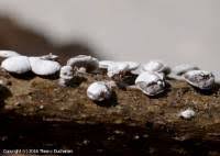 Attēlu rezultāti vaicājumam “Diderma hemisphaericum spores”