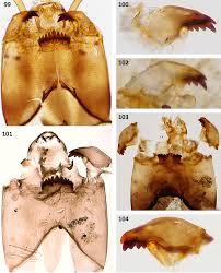 Attēlu rezultāti vaicājumam “Tanytarsus”