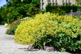 Image result for Frauenmantel