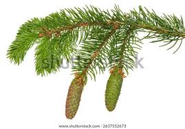 Attēlu rezultāti vaicājumam “Picea abies leaf”