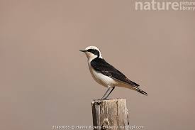 Image result for Oenanthe pleschanka