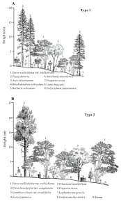 Attēlu rezultāti vaicājumam “Taxus wallichiana”