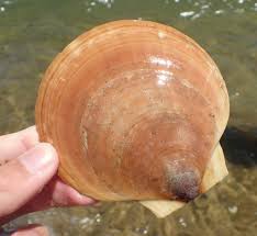 Image result for Placopecten magellanicus