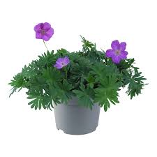 Attēlu rezultāti vaicājumam “Geranium sanguineum”