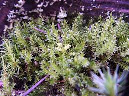 Attēlu rezultāti vaicājumam “Rhytidiadelphus squarrosus”