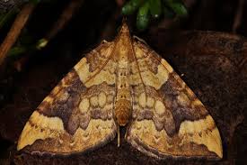 Attēlu rezultāti vaicājumam “Eulithis populata”