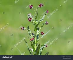 Attēlu rezultāti vaicājumam “Cynoglossum officinale”