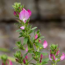 Attēlu rezultāti vaicājumam “Ononis arvensis flower”