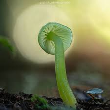 Attēlu rezultāti vaicājumam “Stemonitopsis typhina macro”