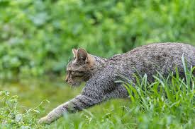 Attēlu rezultāti vaicājumam “Felis silvestris catus juvenile”